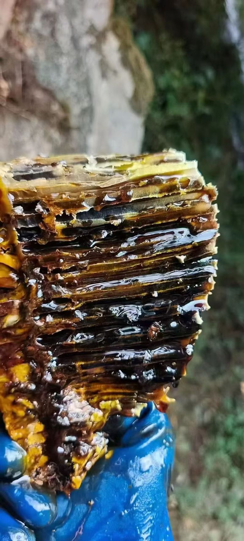 云南黑蜂蜜，米团花味