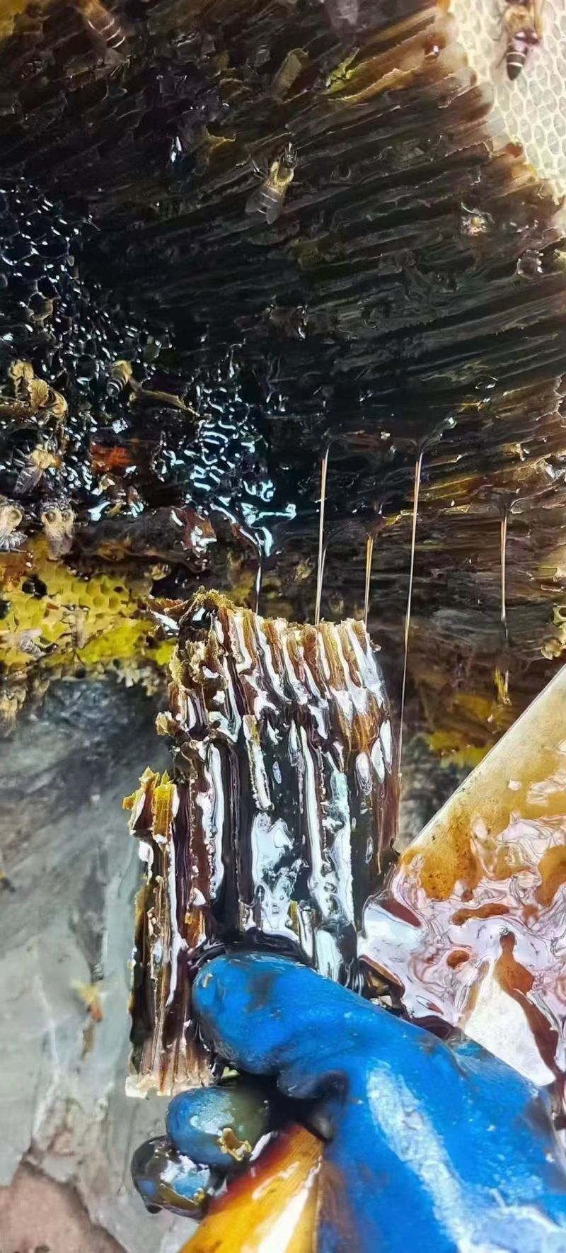 云南黑蜂蜜，米团花味