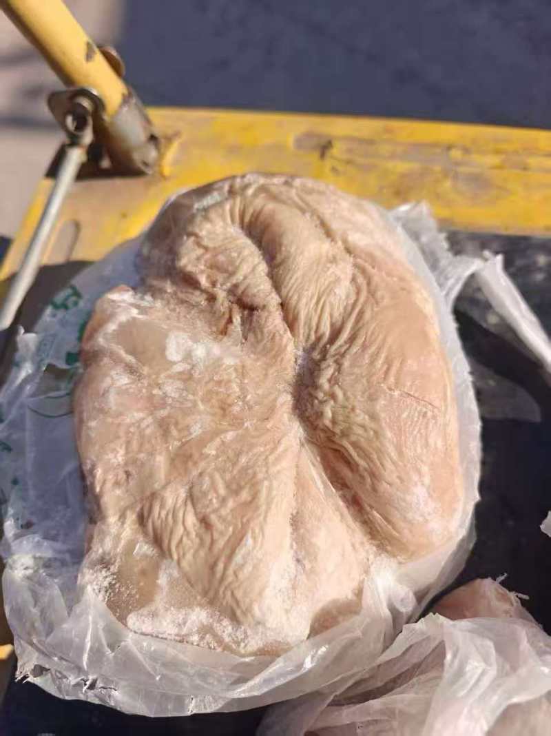马肚子