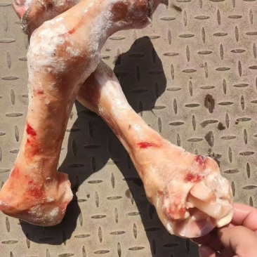 鲜长蹄