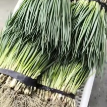 精品小葱大量上市