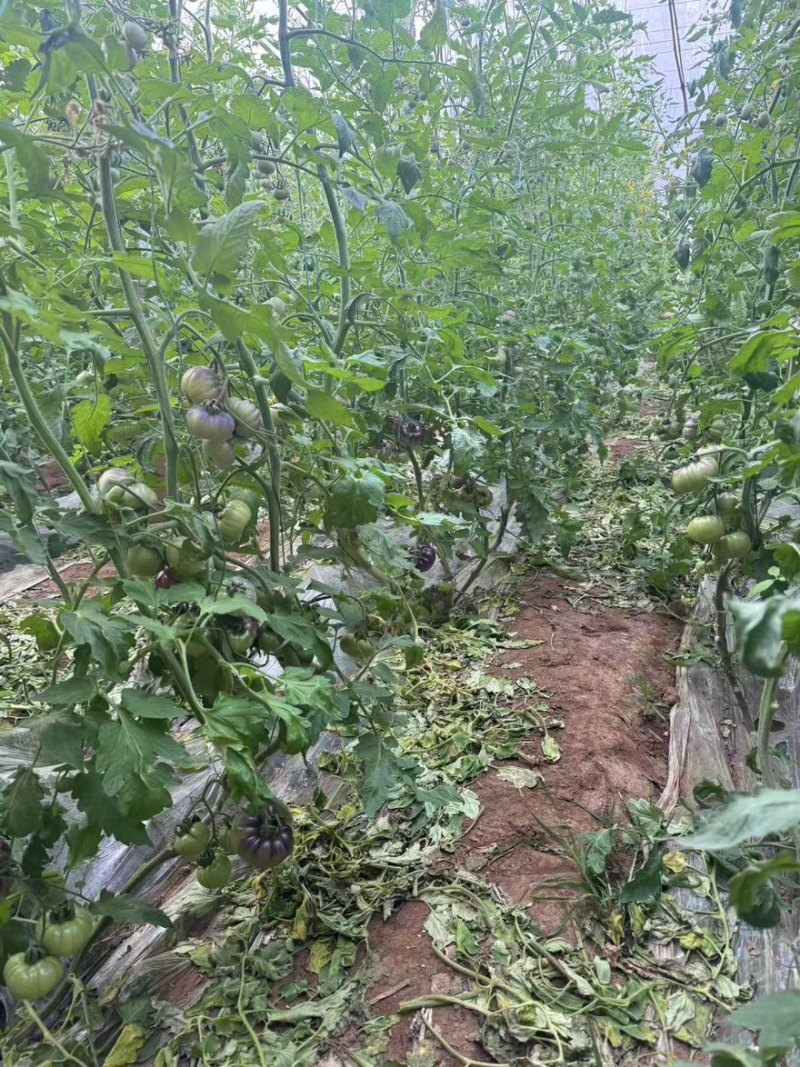 精品紫丑西红柿一手货源全国发货量大价优欢迎随时联系