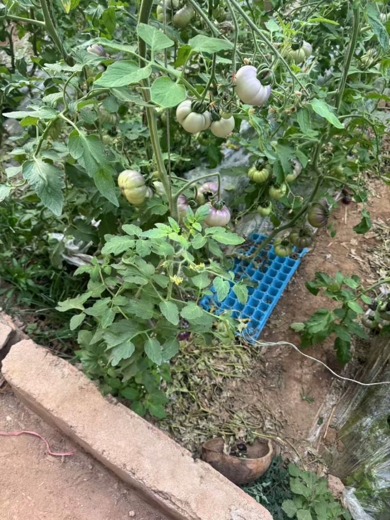 精品紫丑西红柿一手货源全国发货量大价优欢迎随时联系