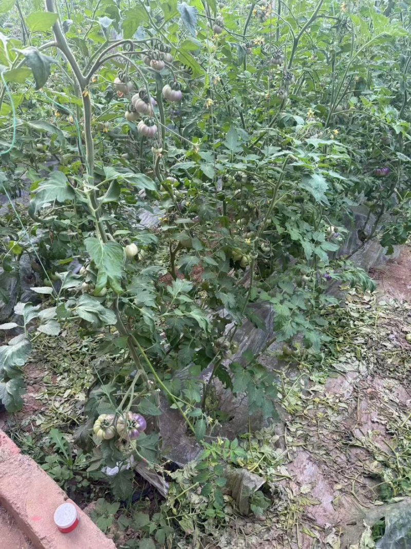 精品紫丑西红柿一手货源全国发货量大价优欢迎随时联系