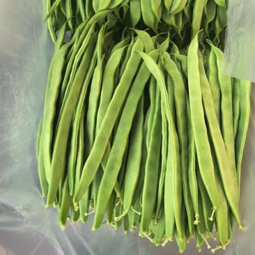 张家口沽源县豆角大量上市，欢迎各地朋友前来选购