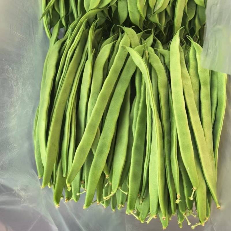 张家口沽源县豆角大量上市，欢迎各地朋友前来选购