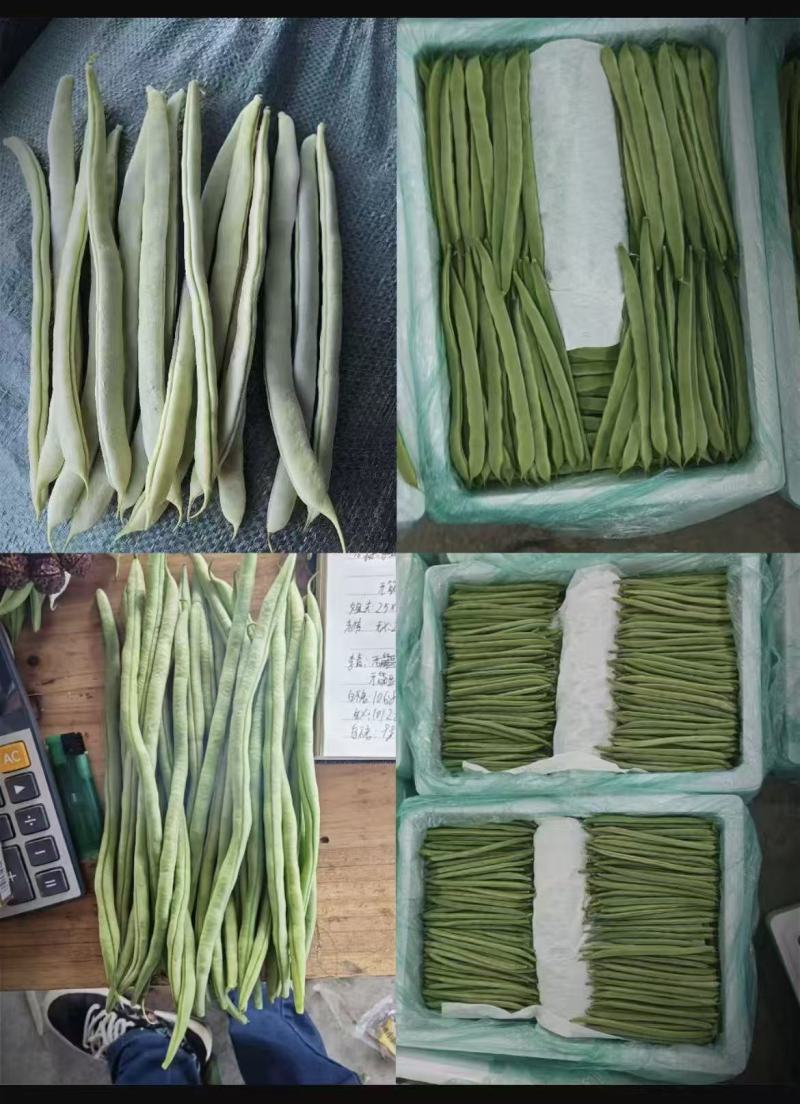 张家口沽源县豆角大量上市，欢迎各地朋友前来选购