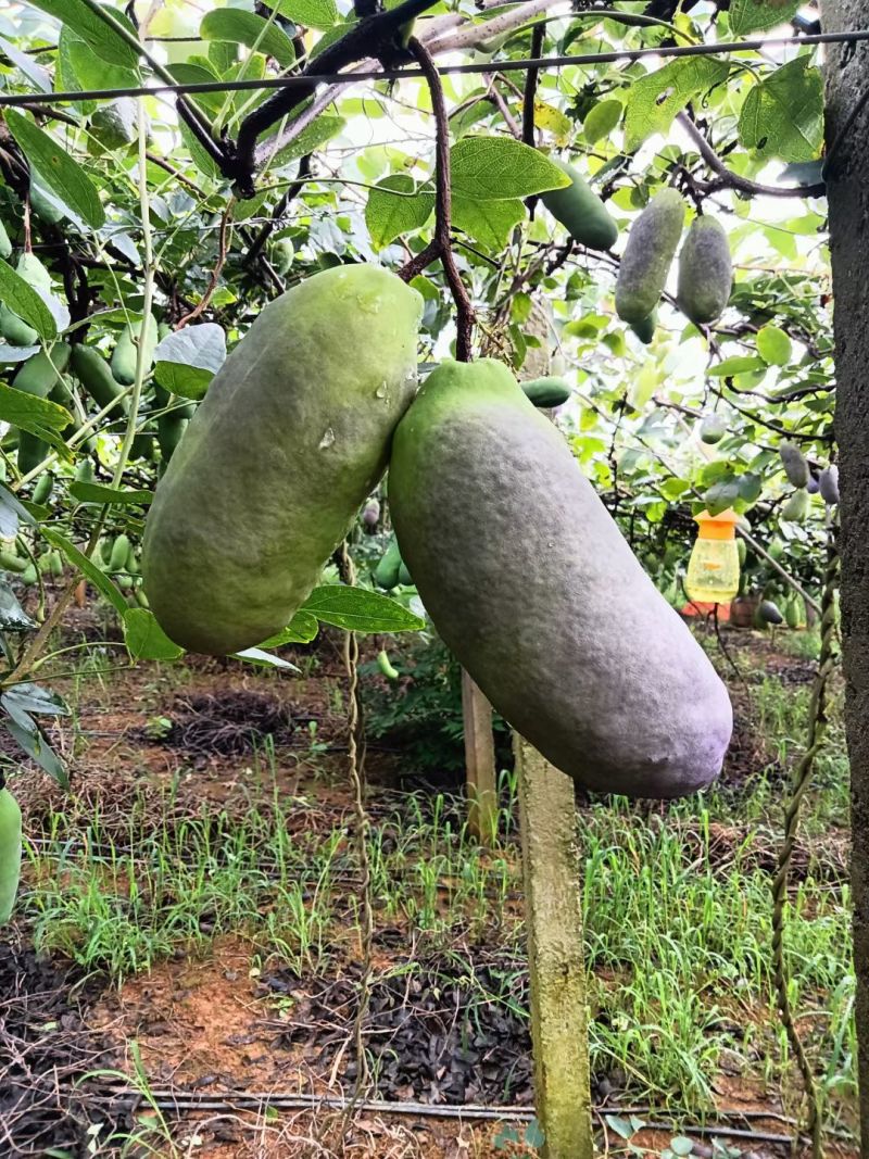 八月瓜