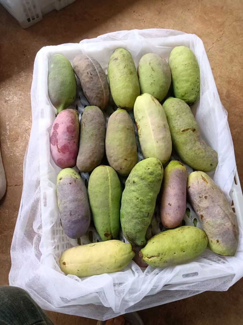 八月瓜