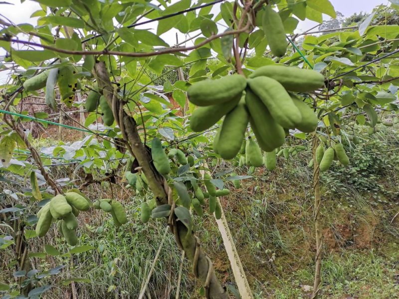 八月瓜