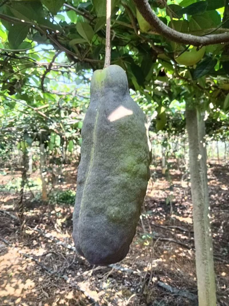八月瓜