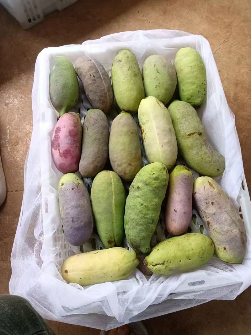 八月瓜