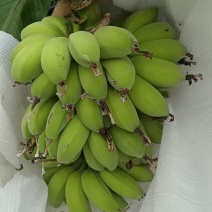 广东徐闻苹果蕉优质饱满干净大量上市、蕉地看、量大价格优惠