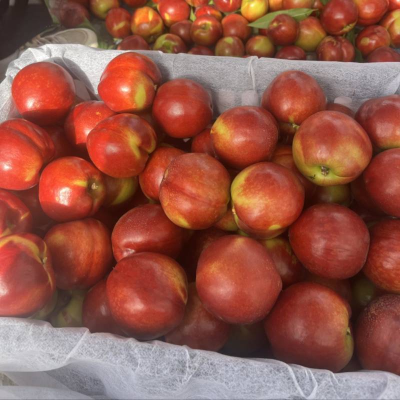2026年，山西运城中油4号油桃🍑