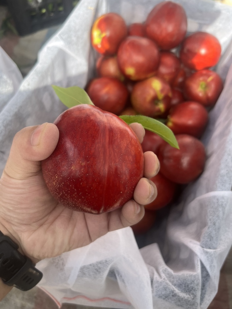 2026年，山西运城中油4号油桃🍑
