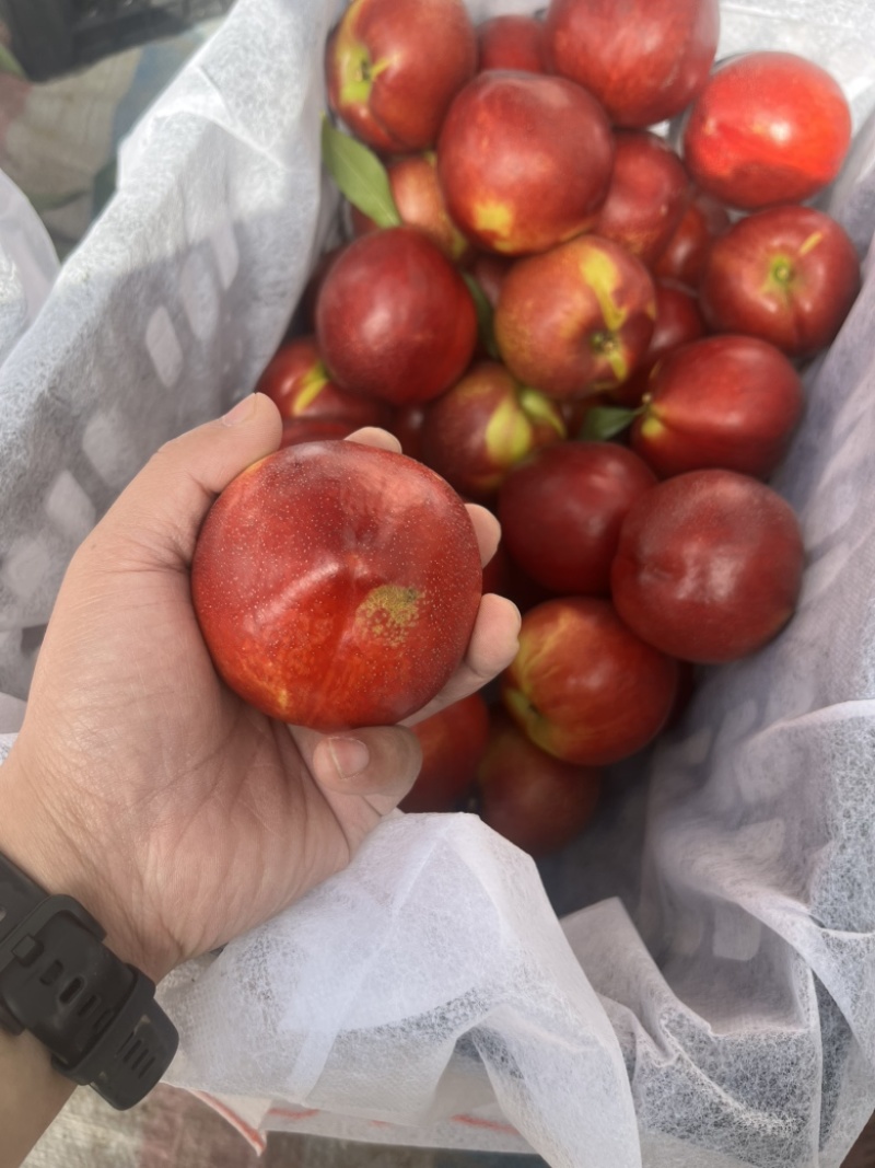 2026年，山西运城中油4号油桃🍑