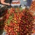 2026年，山西运城中油4号油桃🍑
