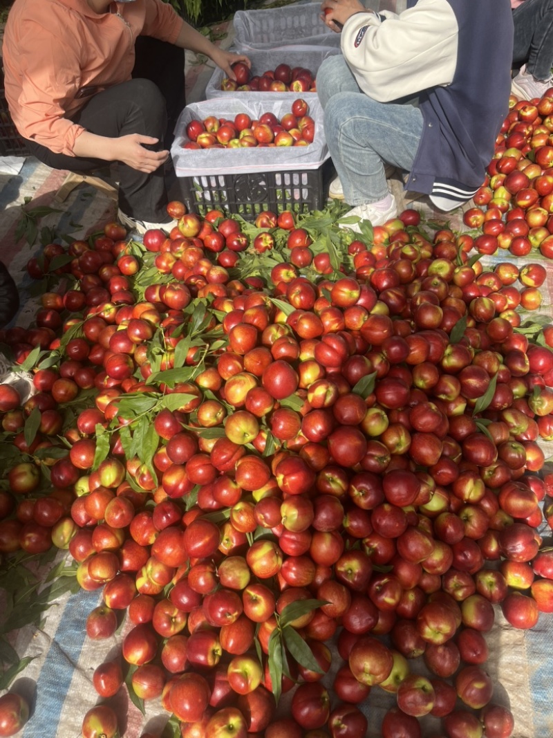2026年，山西运城中油4号油桃🍑