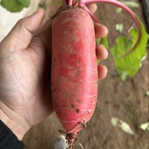 山东特产红皮水萝卜自家大棚种植量大价优欢迎随时联系看货
