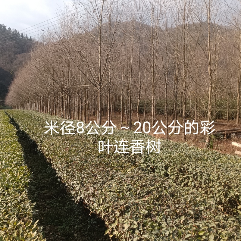 金品连香树