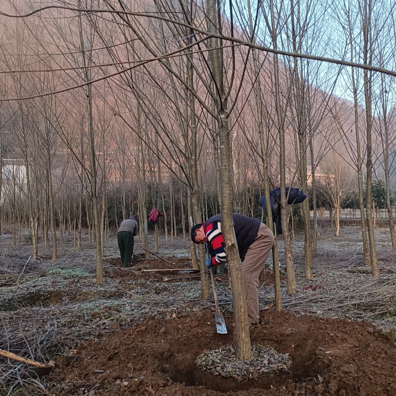 金品连香树