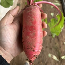 山东特产红皮水萝卜自家大棚种植量大价优欢迎随时联系看货