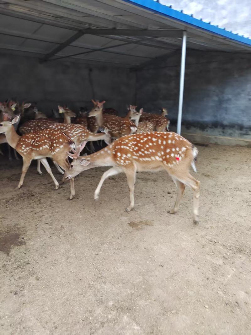 梅花鹿养殖场繁殖母鹿，鹿苗，两岁鹿。生产公鹿毛桃公鹿