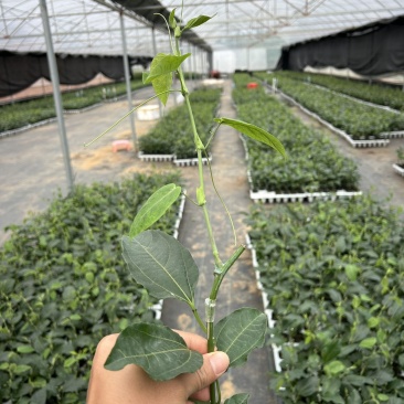 热情果嫁接苗，跟细发达，苗株健壮，基地直发