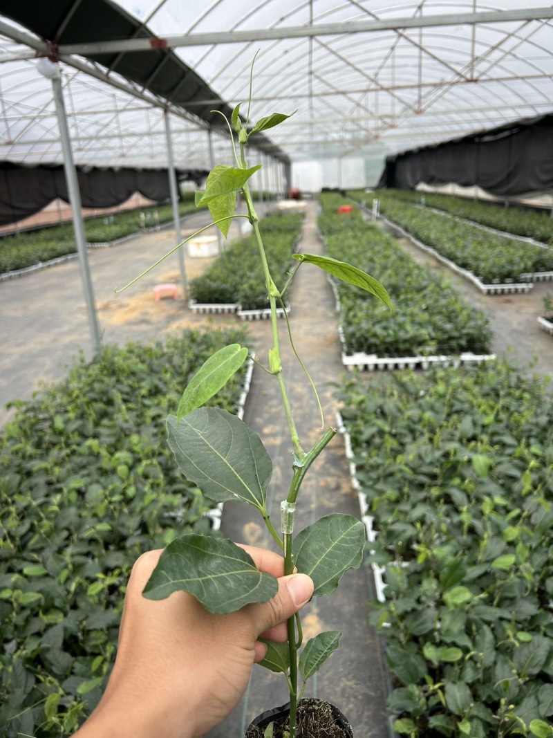 热情果嫁接苗，跟细发达，苗株健壮，基地直发