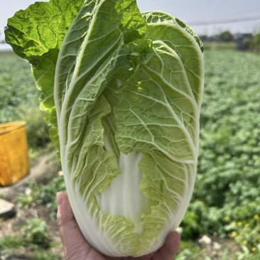 白菜万亩基地，全国代卖代，对接批发商超，货源稳定