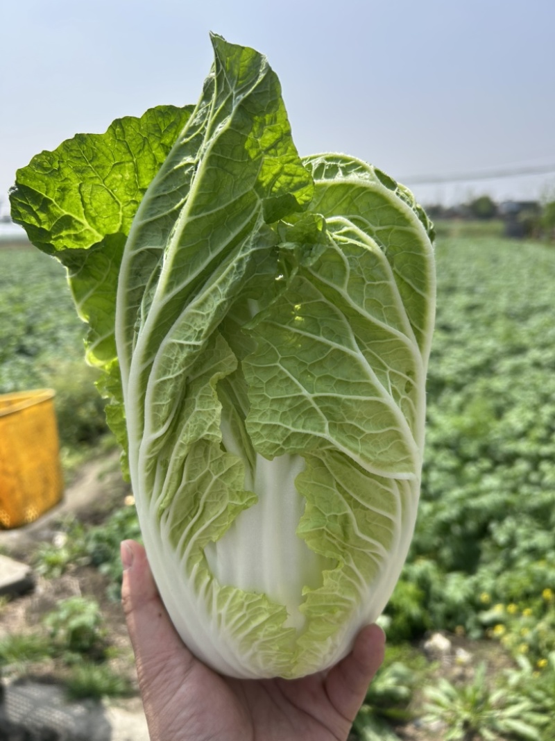 白菜万亩基地，全国代卖代，对接批发商超，货源稳定