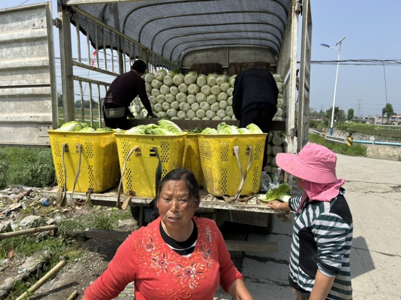 白菜万亩基地，全国代卖代，对接批发商超，货源稳定