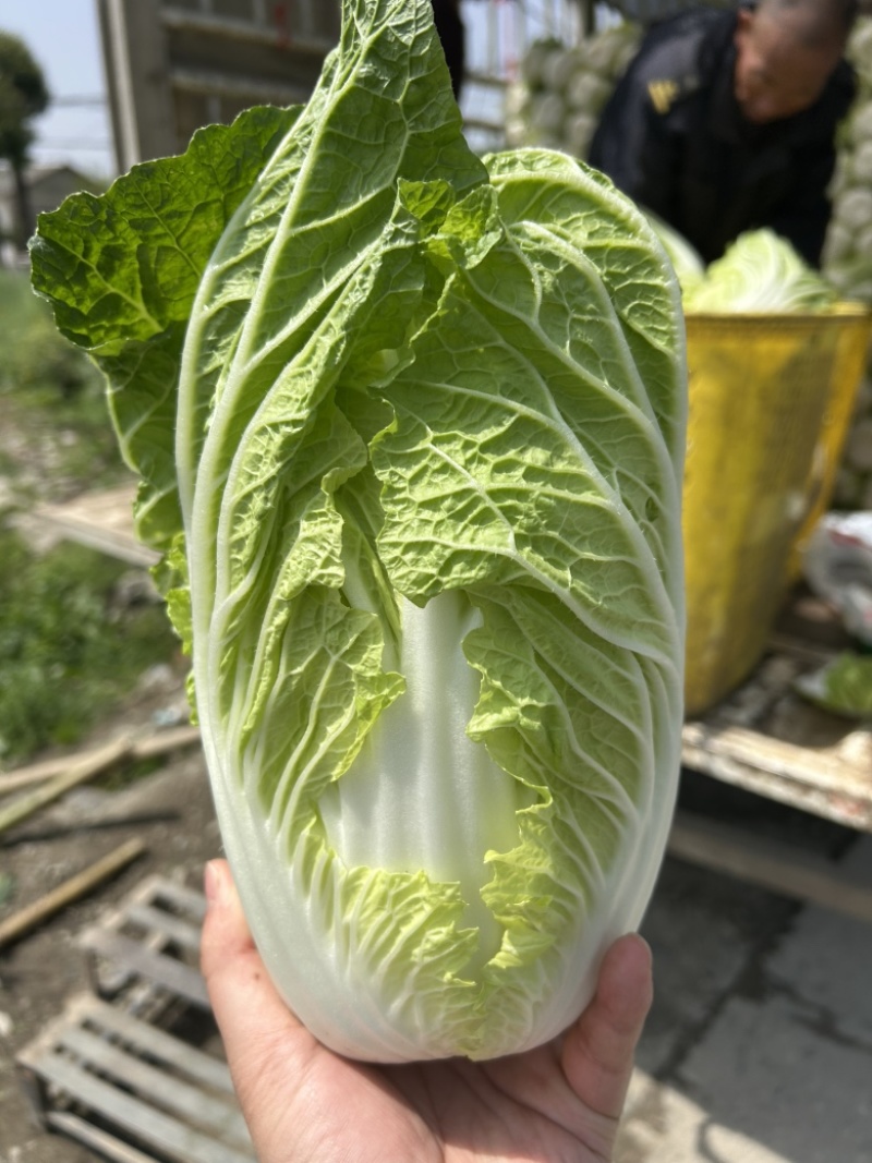 白菜万亩基地，全国代卖代，对接批发商超，货源稳定