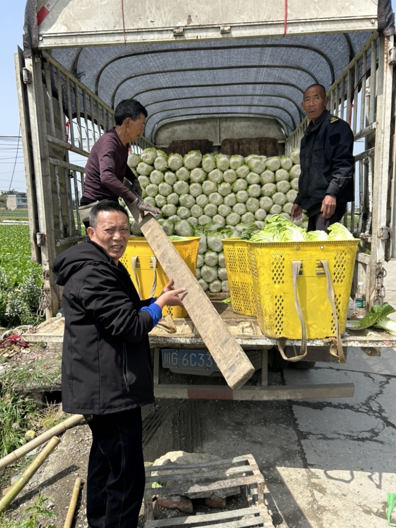 白菜万亩基地，全国代卖代，对接批发商超，货源稳定