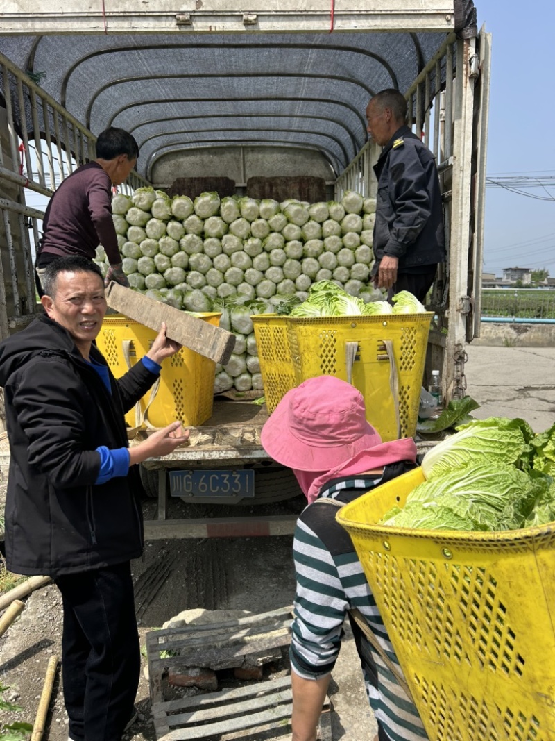 白菜万亩基地，全国代卖代，对接批发商超，货源稳定