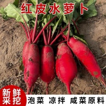 红皮萝卜大量上市，大量接单原产地直发对接各大平台