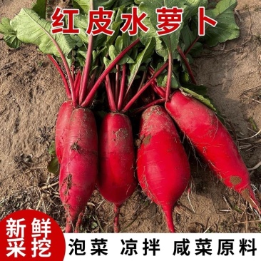 红皮萝卜大量上市，大量接单原产地直发对接各大平台