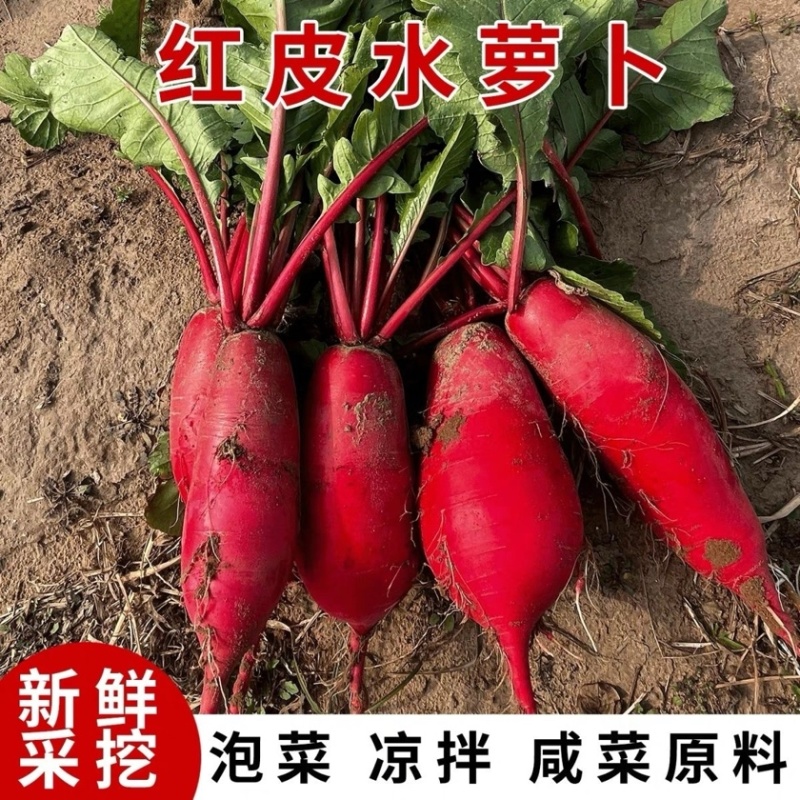 红皮萝卜大量上市，大量接单原产地直发对接各大平台