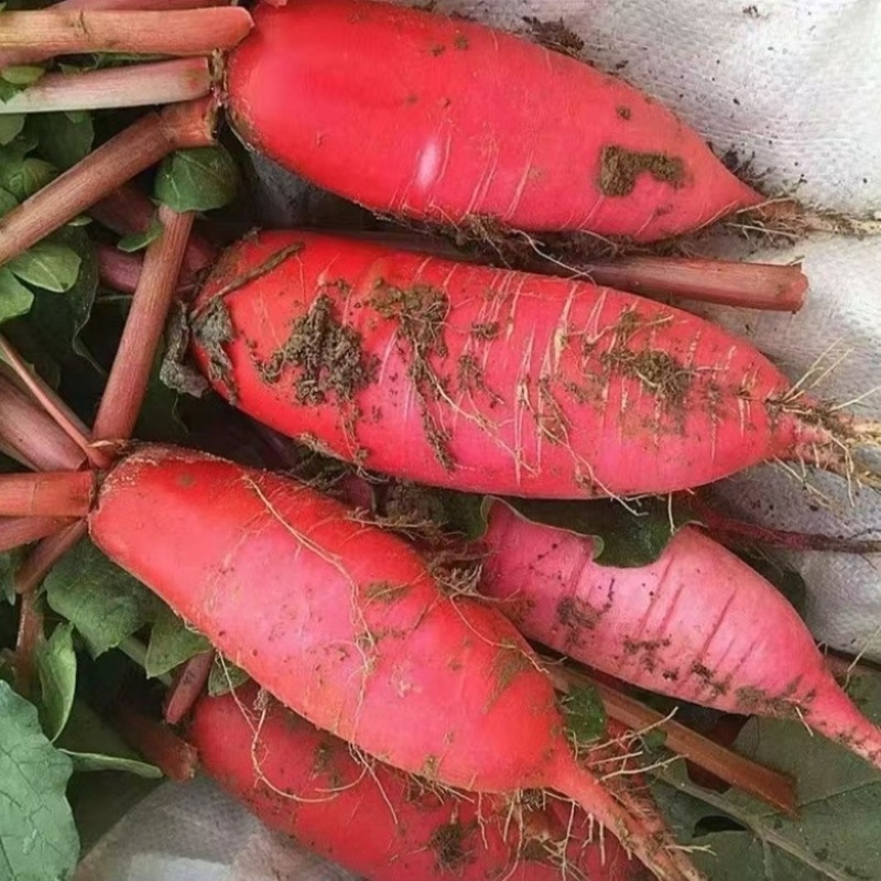红皮萝卜大量上市，大量接单原产地直发对接各大平台