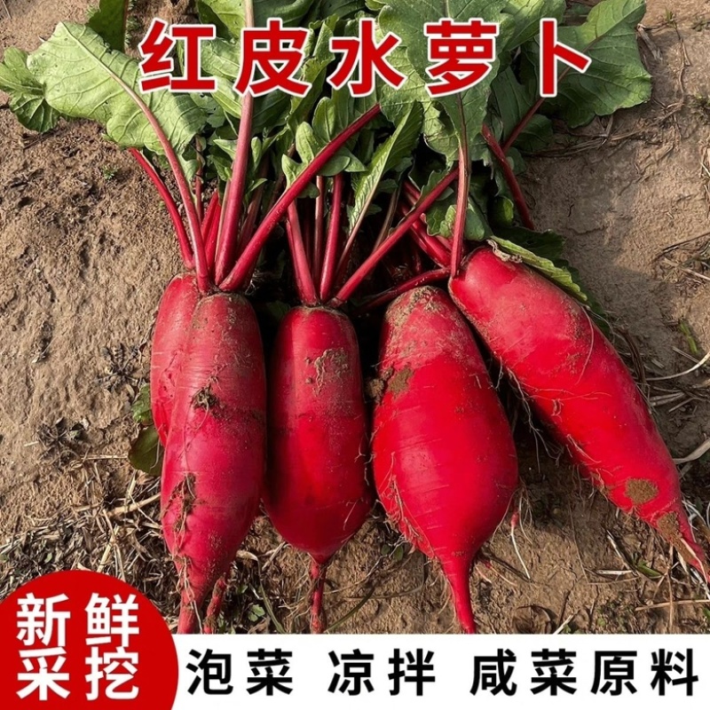 红皮萝卜大量上市，大量接单原产地直发对接各大平台