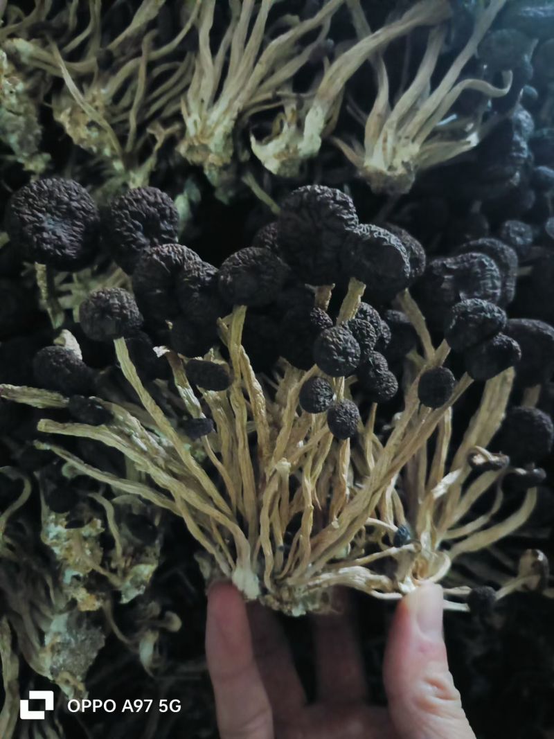 江西广昌精品5号茶树菇新货大批量上市啦
