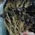 江西广昌精品5号茶树菇新货大批量上市啦