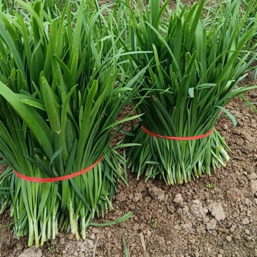 《推荐》韭菜特香平韭基地直供对接各大市场商超平台