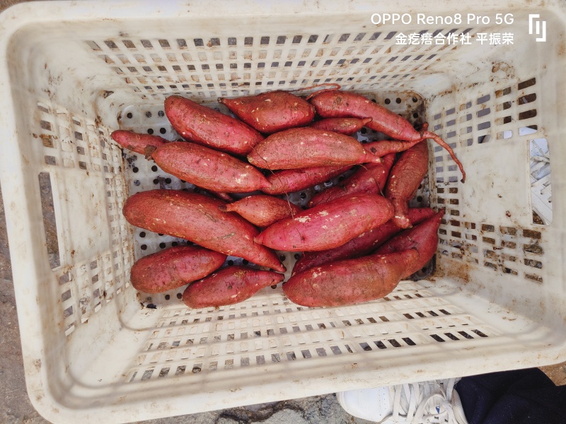 济薯26板栗薯