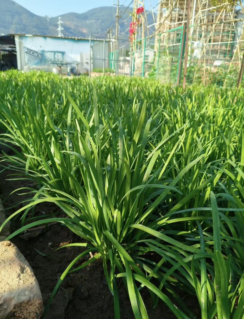 《推荐》韭菜特香平韭基地直供对接各大市场商超平台