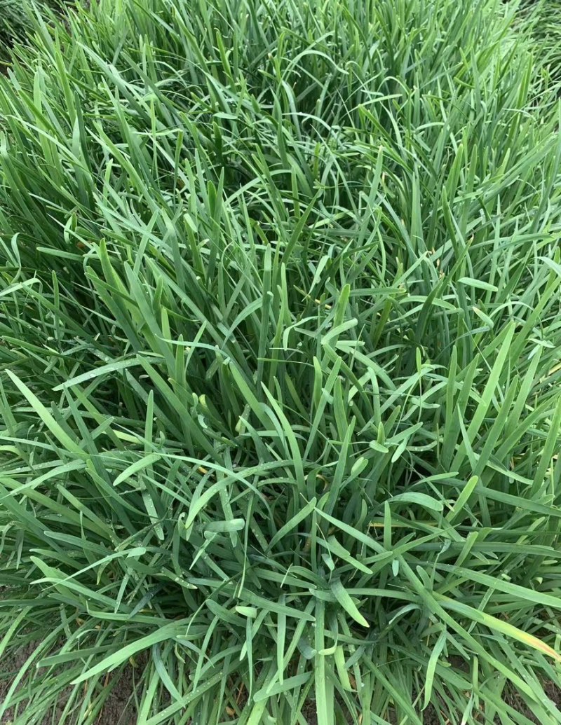 《推荐》韭菜特香平韭基地直供对接各大市场商超平台