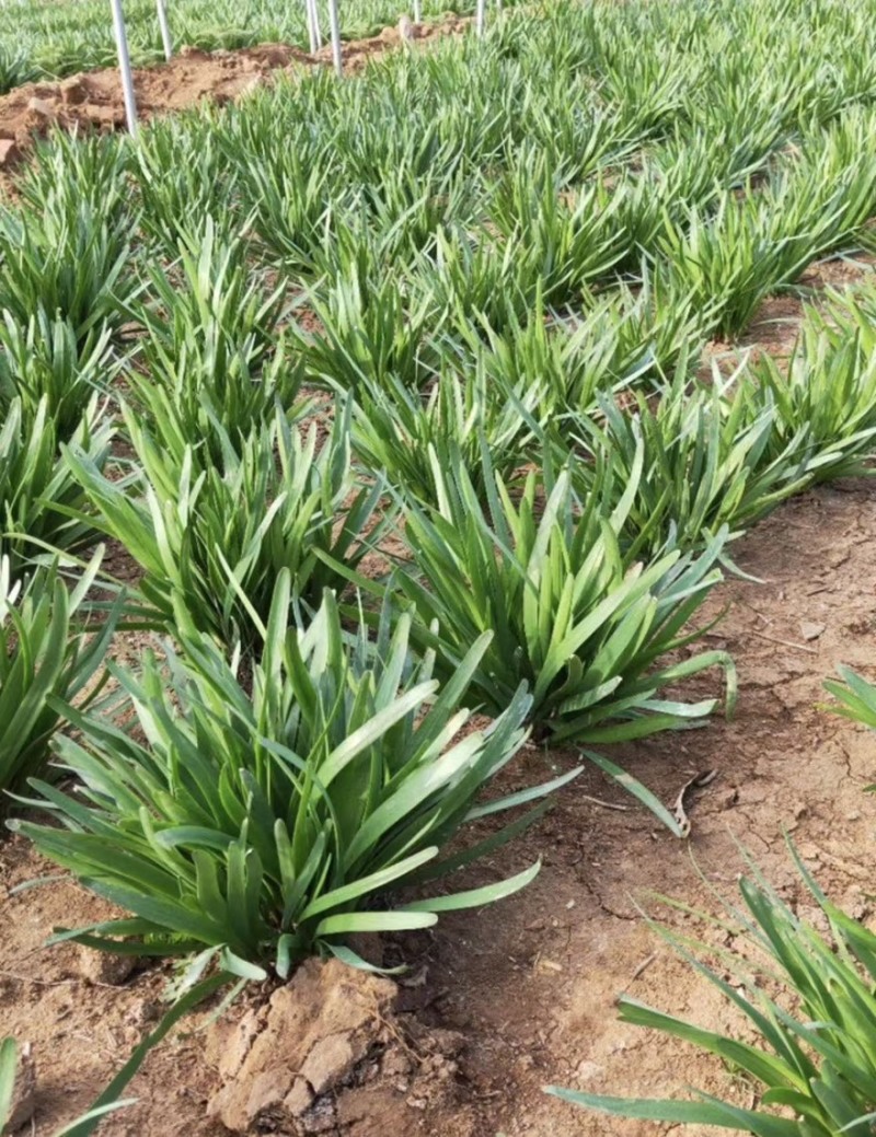 《推荐》韭菜特香平韭基地直供对接各大市场商超平台