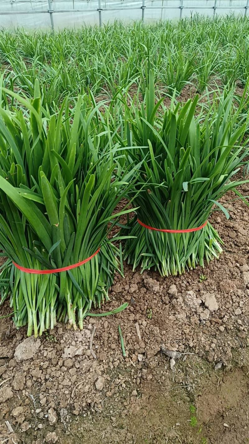 《推荐》韭菜特香平韭基地直供对接各大市场商超平台