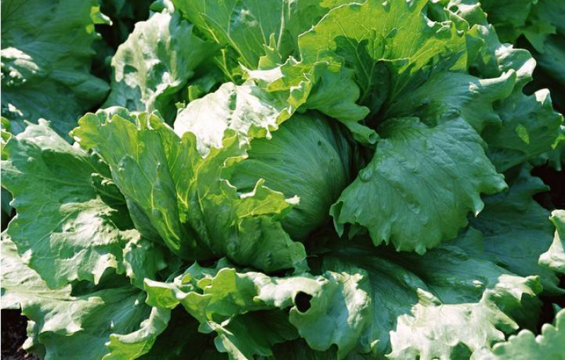 结球生菜🥬价格商量