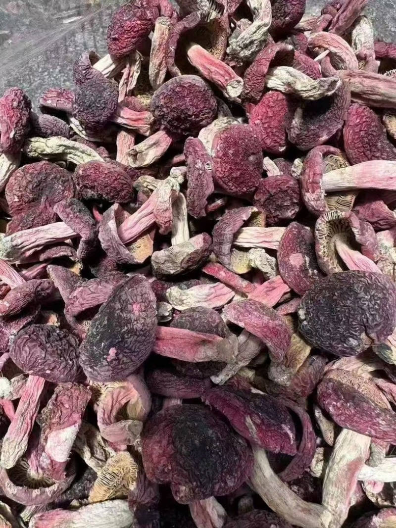 野生红菇干货